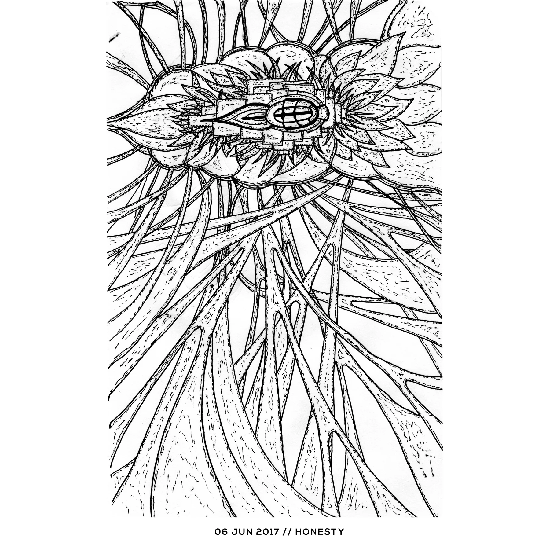 Ink drawing — honesty, 6 June 2017