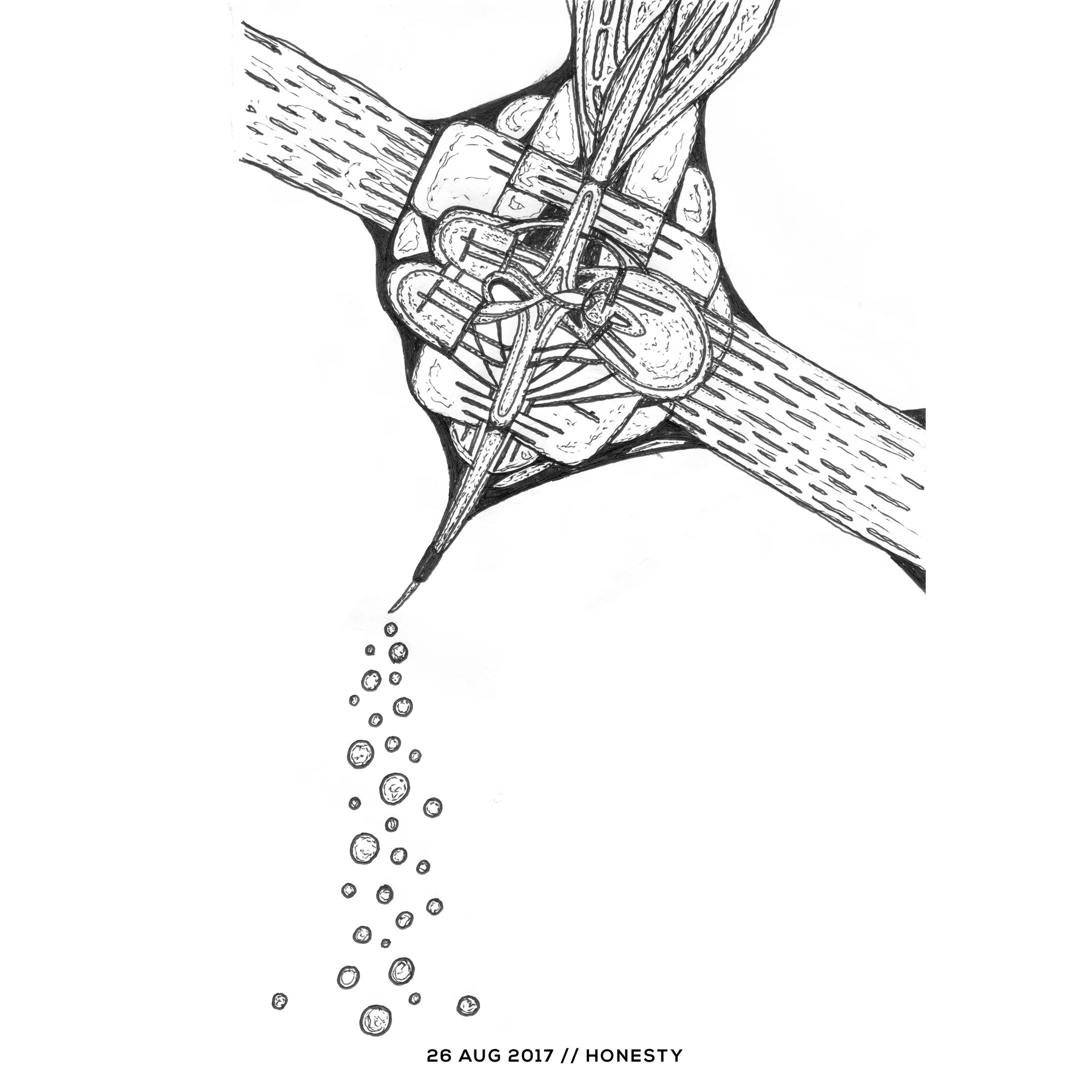 Ink drawing — honesty, 26 August 2017